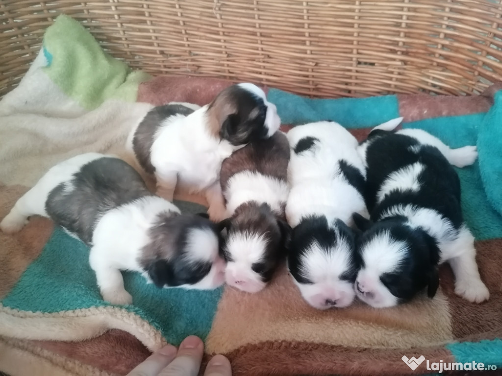 Pui shih tzu din părinți deosebiți