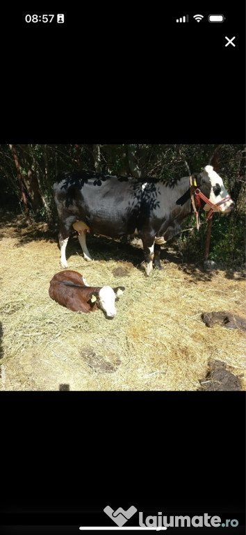 Vacă Holstein de vânzare a doua fătare, cu Vitica