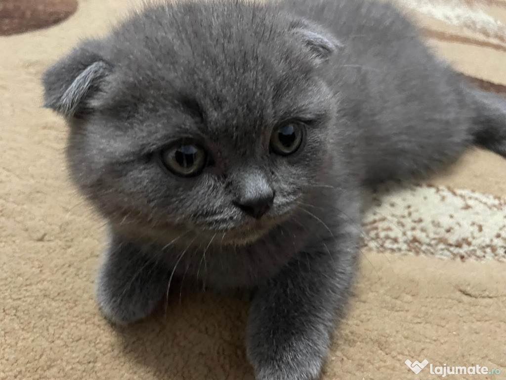 Scottish fold motănel
