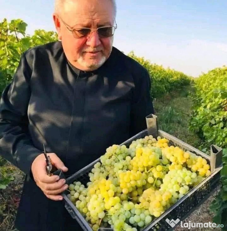 Struguri nobili de vin şi suc de struguri direct din vie - Odobesti
