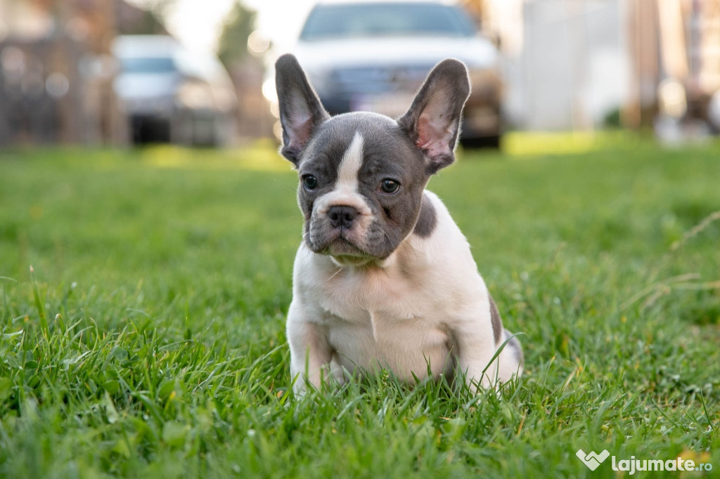 Bulldog Francez - Platinum - Transport in tara - buldog francez