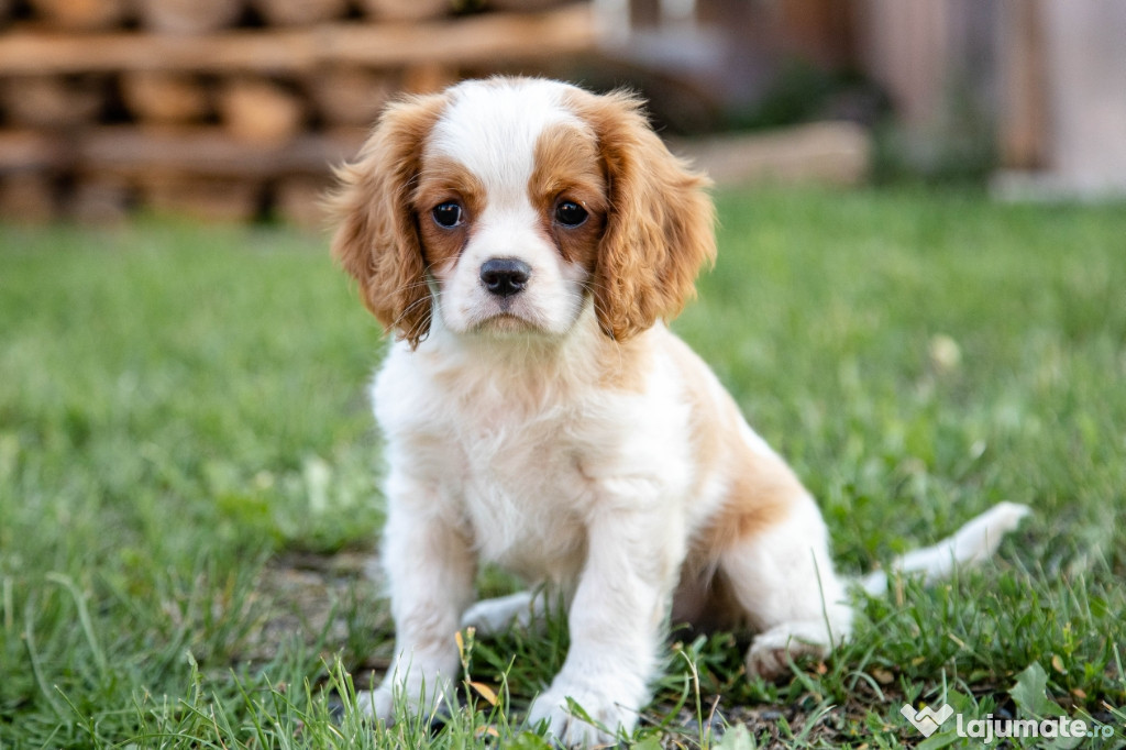 Charles king Cavalier Spaniel - posibilitate transport