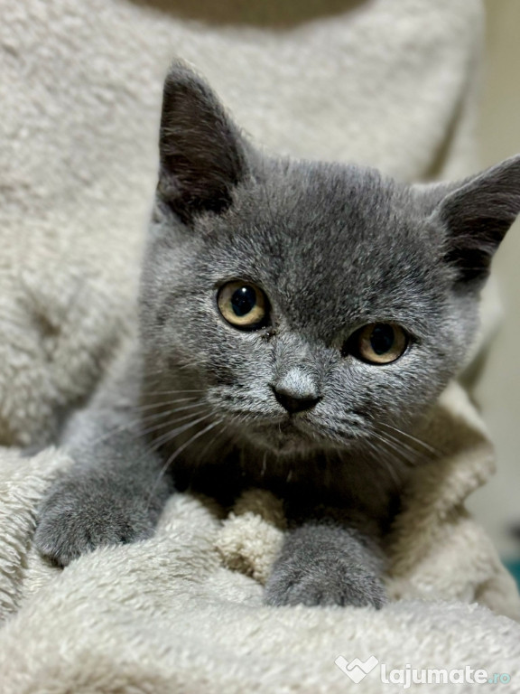 British shorthair