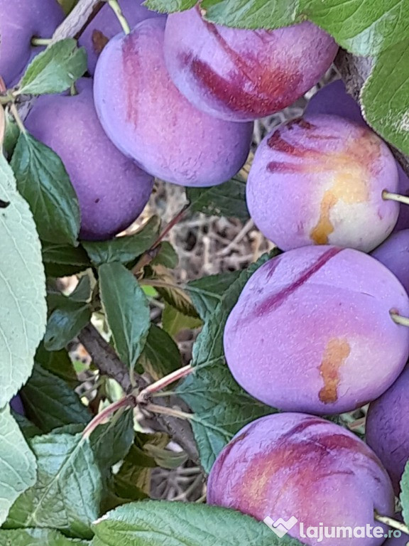Prune diferite soiuri