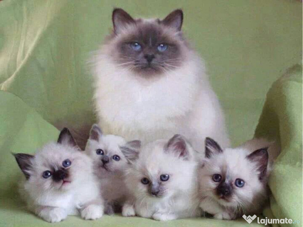 Ragdoll băieței și fetițe