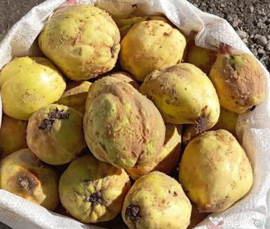 Palinca de GUTUI
