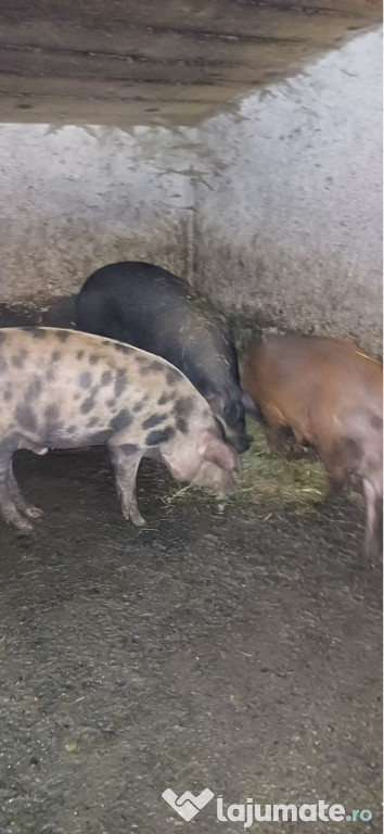 Vând porci , și mai mari și mai mici cu 17 lei kg