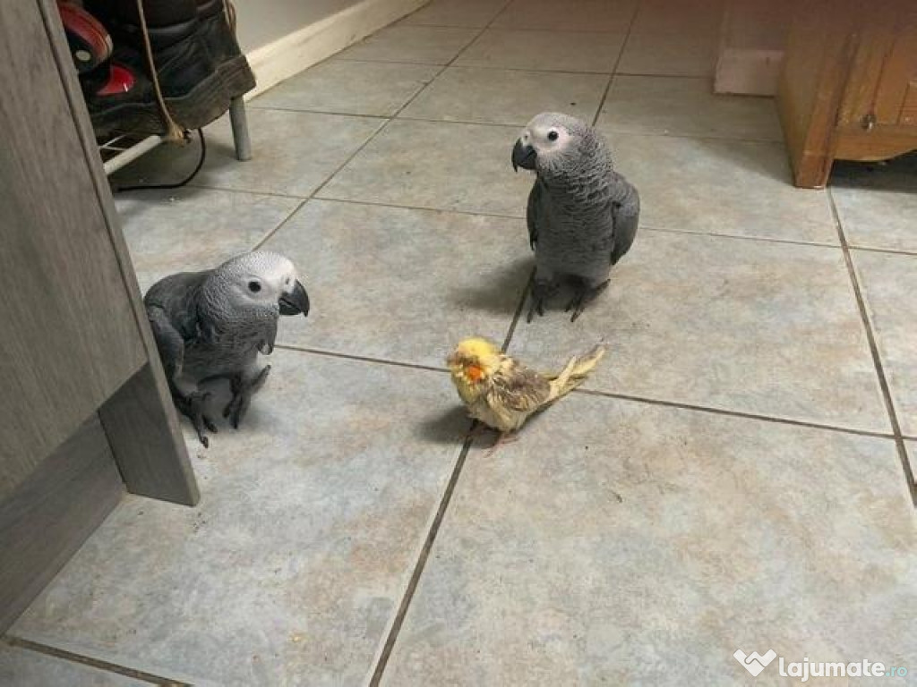 Cuplu de papagali gri africani caută o casă nouă