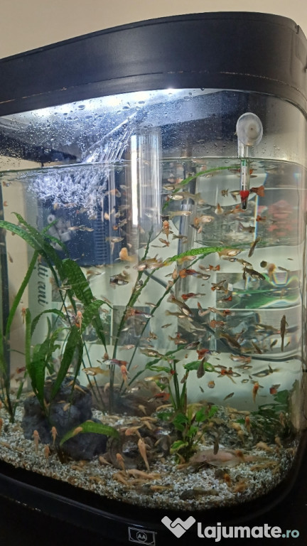Acvariu 100 litri