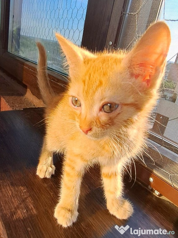 Adoptie pui de pisica motan roscat