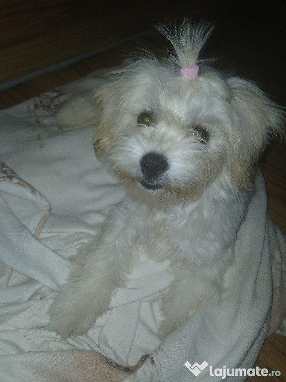 Fetita bichon maltez