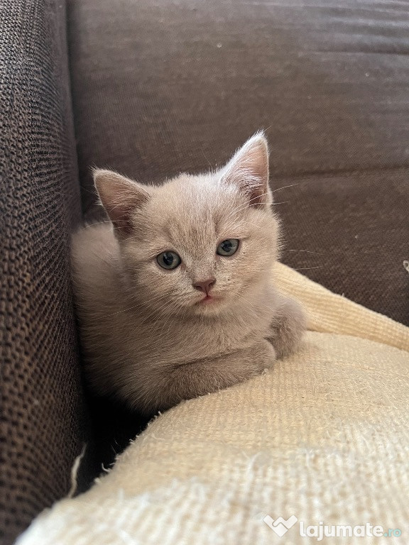 Pisica british shorthair