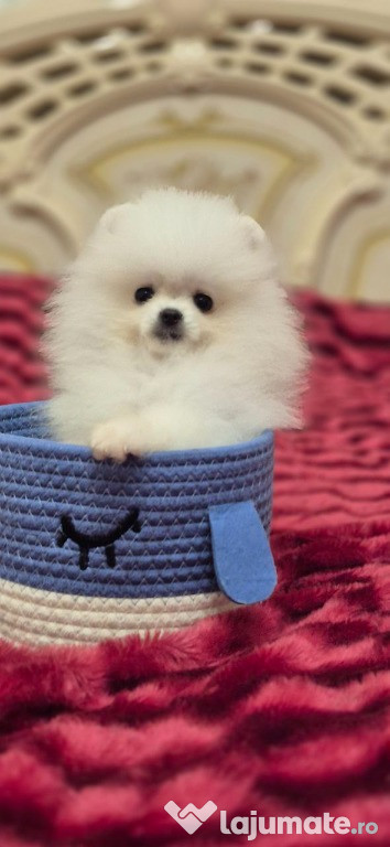Pui Pomeranian Baiațel cu pedigree, documente FCI