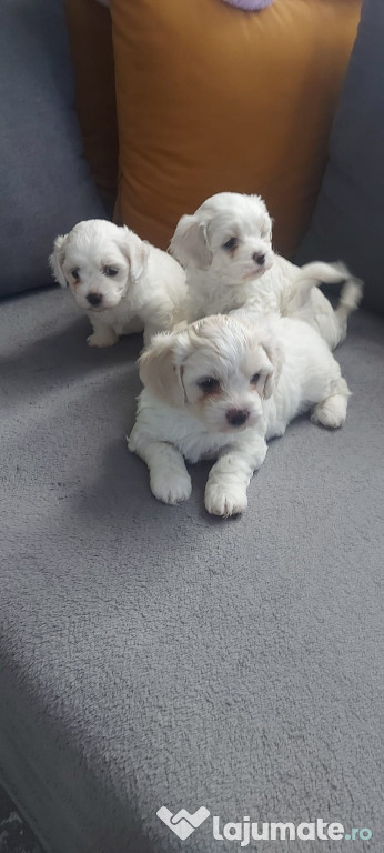 Cățeluși bichoni