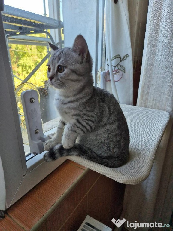 British Shorthair-Silver Tabby