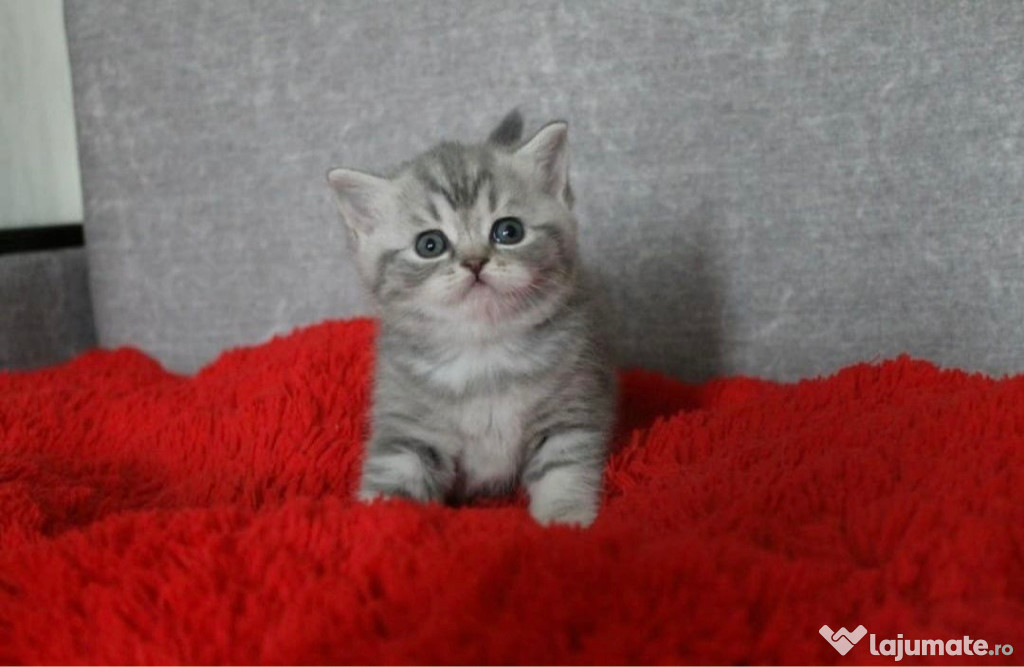 British shorthair puișori
