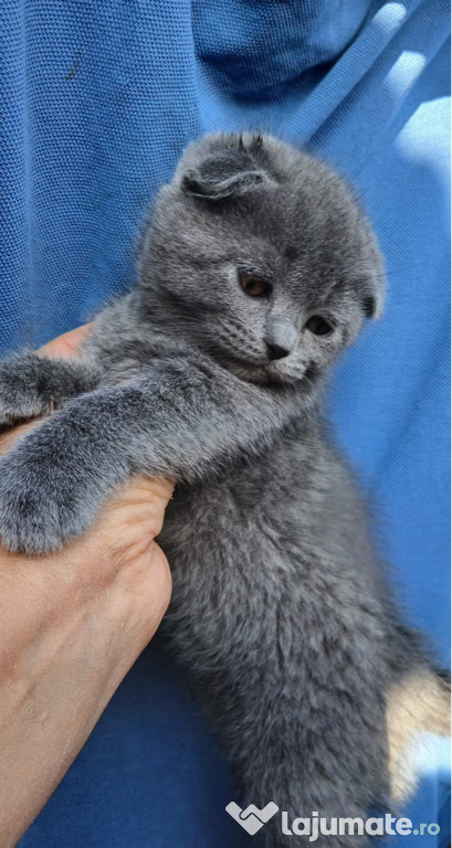 Pisicuțe Scottish fold