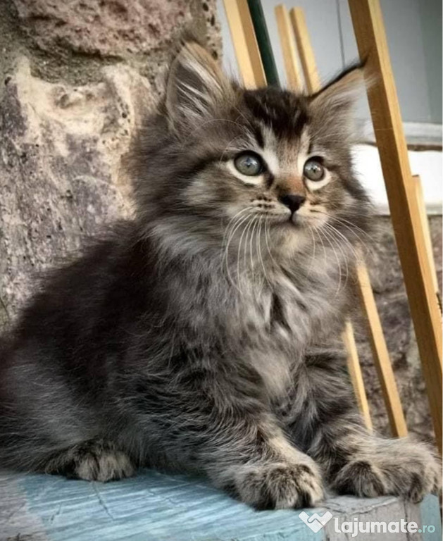 Maine coon puiuți