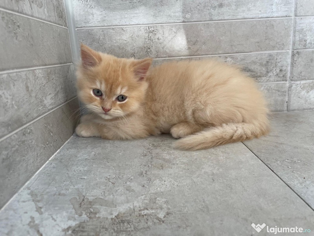 Pisici British Longhair
