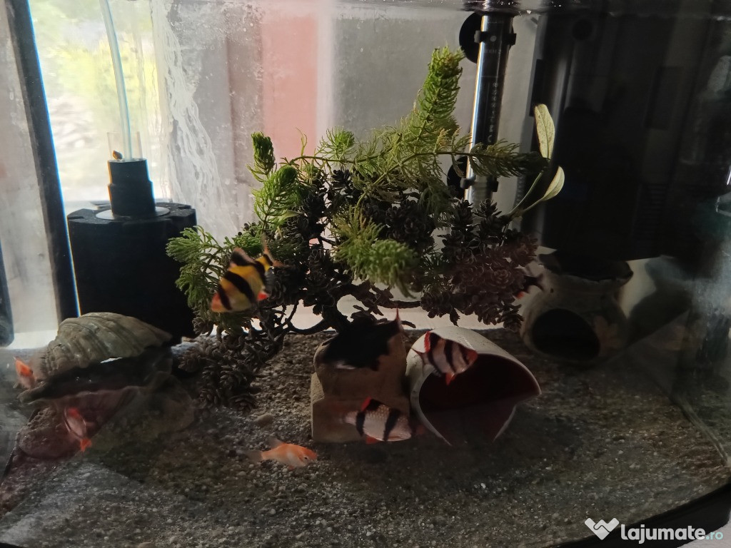 Donez Tiger Barb