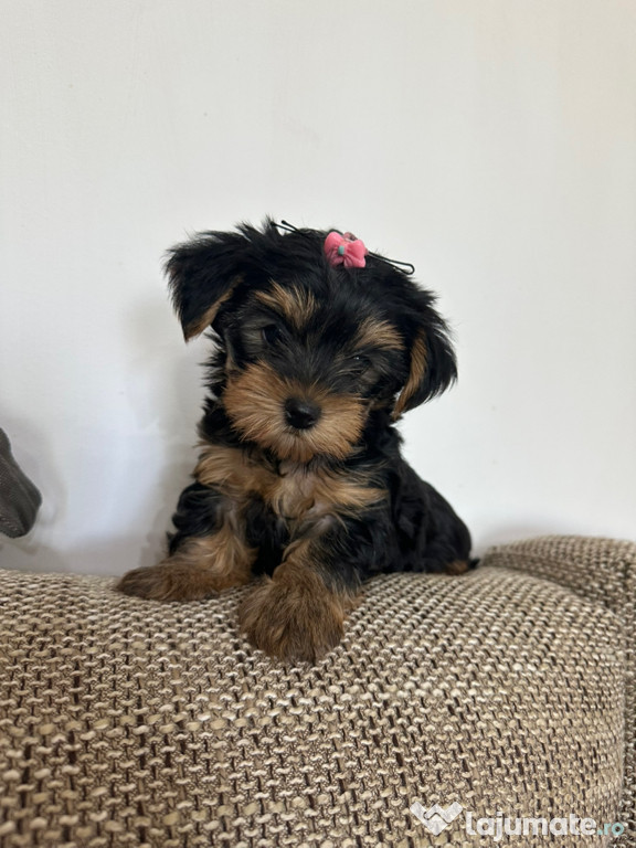 Pui de Yorkshire terrier