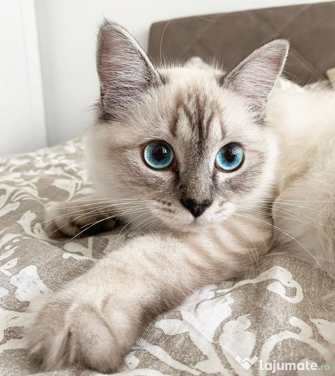 Ragdoll baietei si fetite