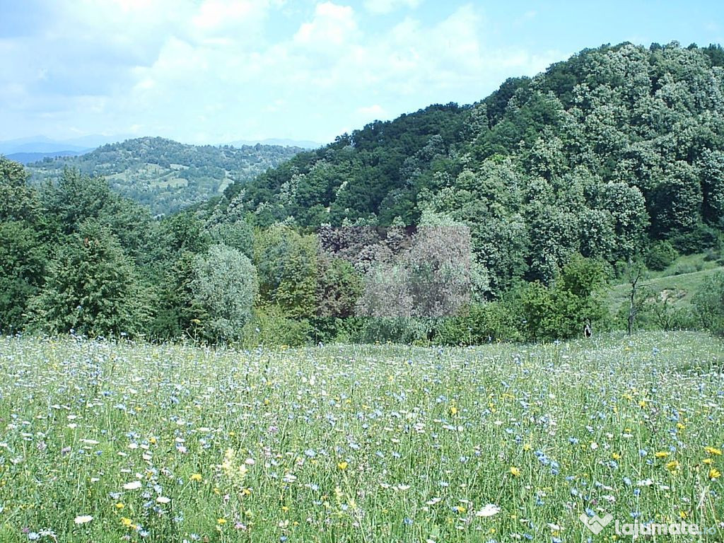 Teren intravilan de vanzare in Telega