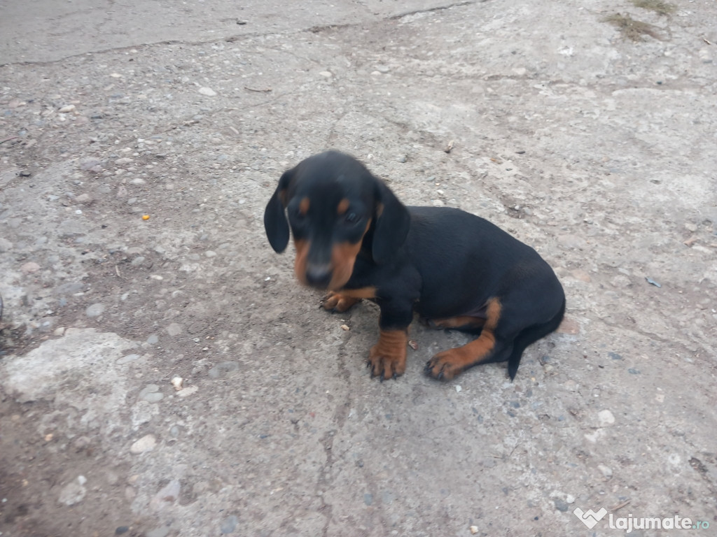 Căței Teckel Mascul și femela/diferite culori(dachshund)Blue