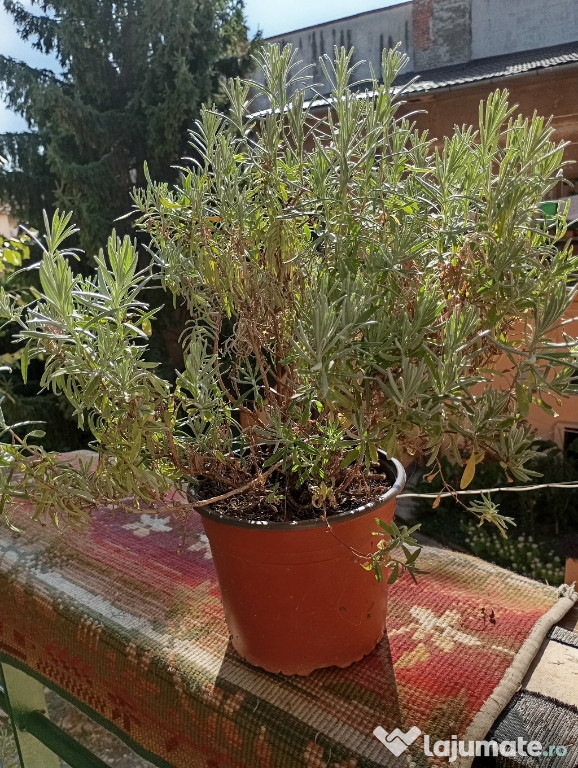 Lavanda ín ghiveci