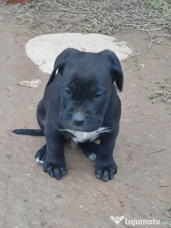 Mascul pui cane corso pedigree