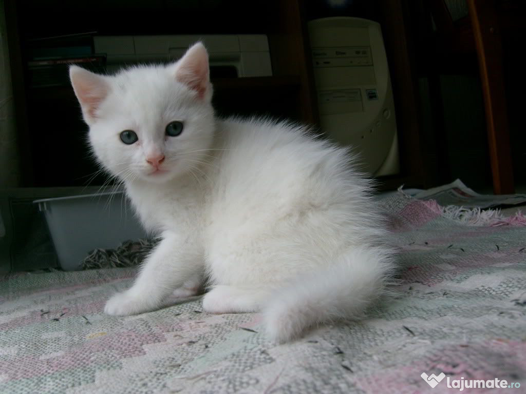 Angora turcească