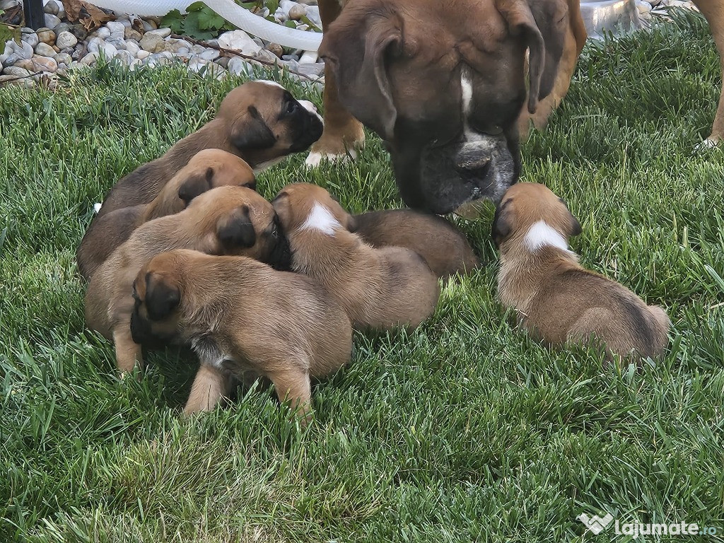 Boxer German - in cautarea unui nou camin