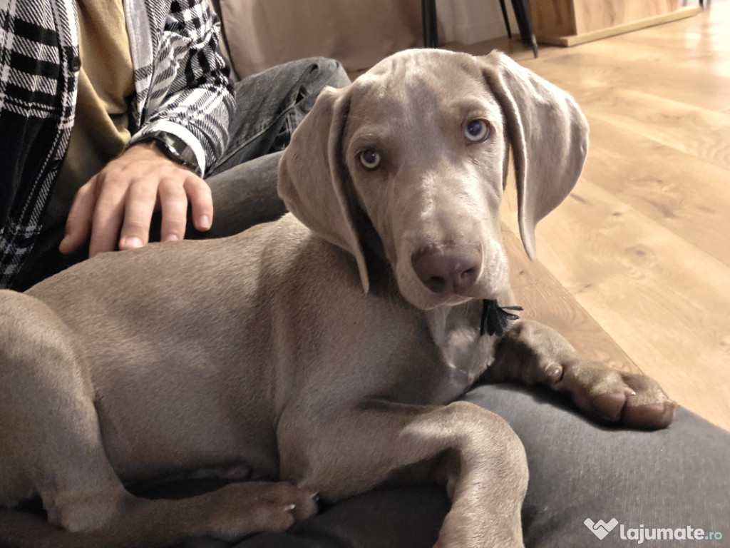 Vând pui Brac German (weimaraner)