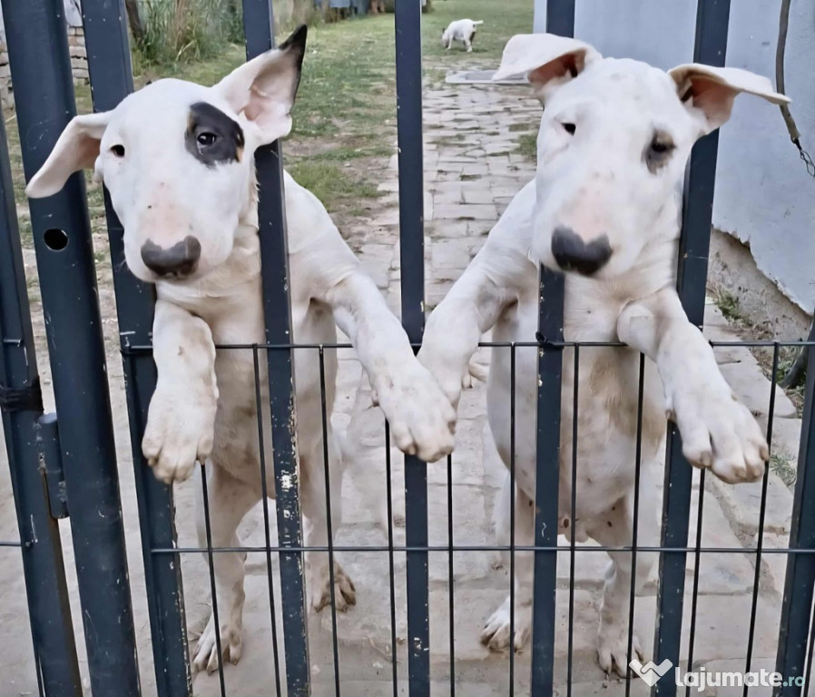 Bull Terrier standard cățeluși