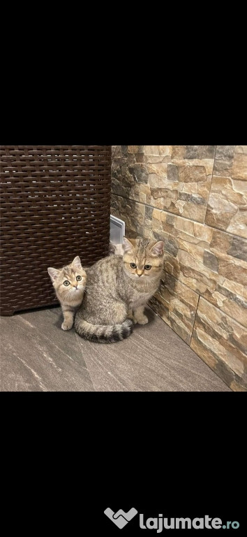 British shorthair puiuți