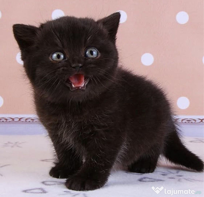 British shorthair pisoiasi