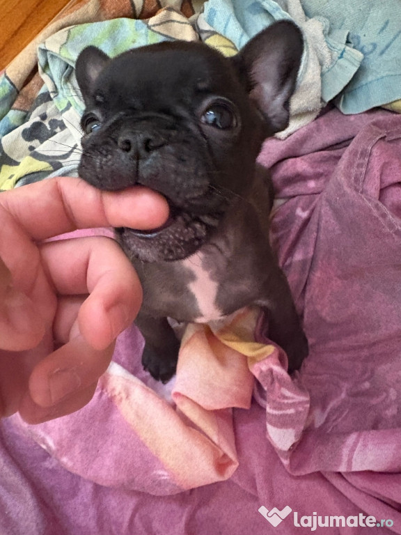 Mascul Bulldog francez