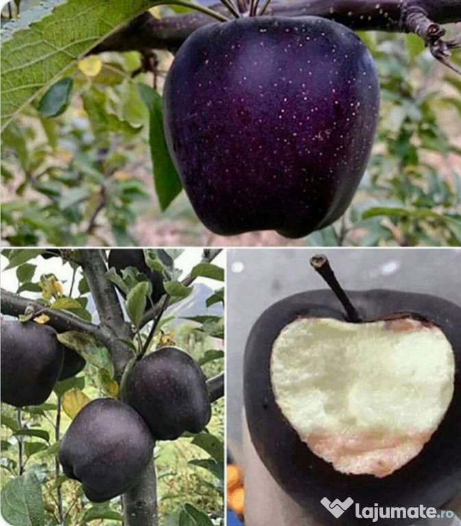 Măr black diamond