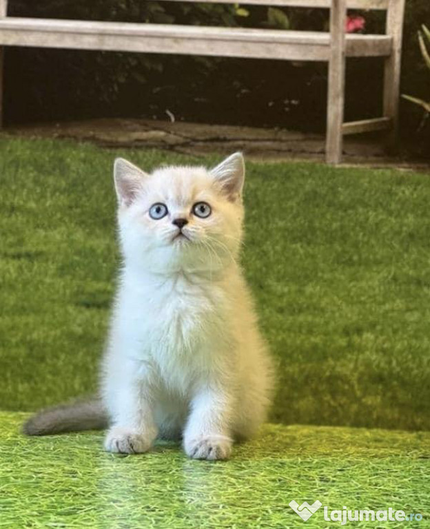 British shorthair băieței și fetițe