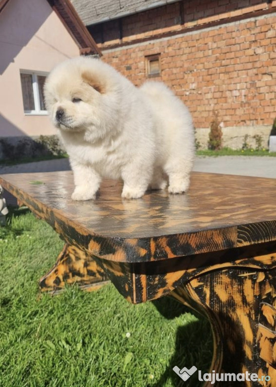 Catel Chow Chow cu pedigree tip A