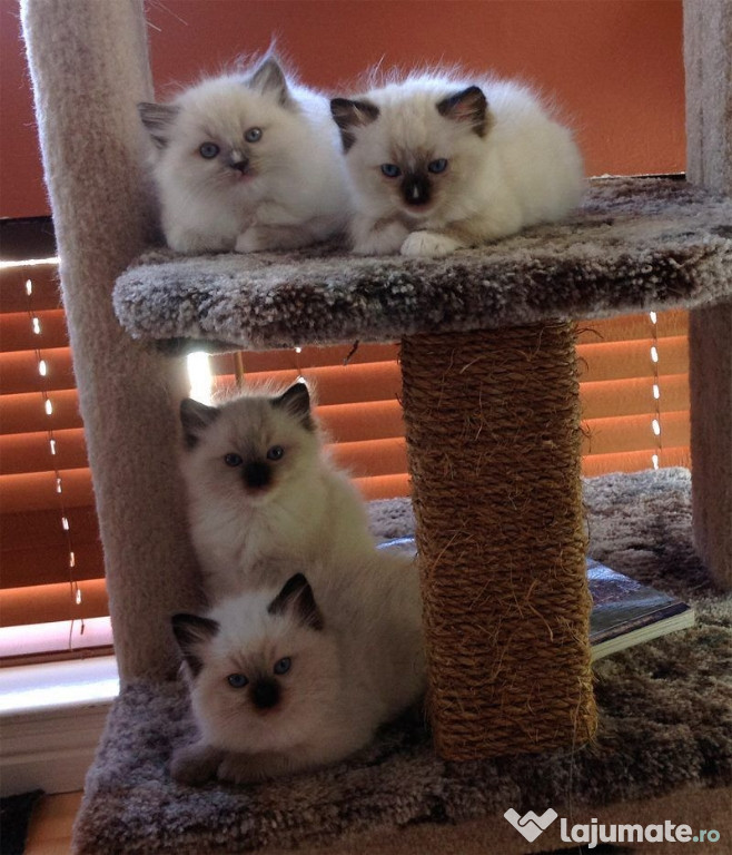 Ragdoll băieței și fetițe