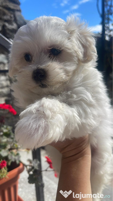 Bichon maltez fetiță 2 luni