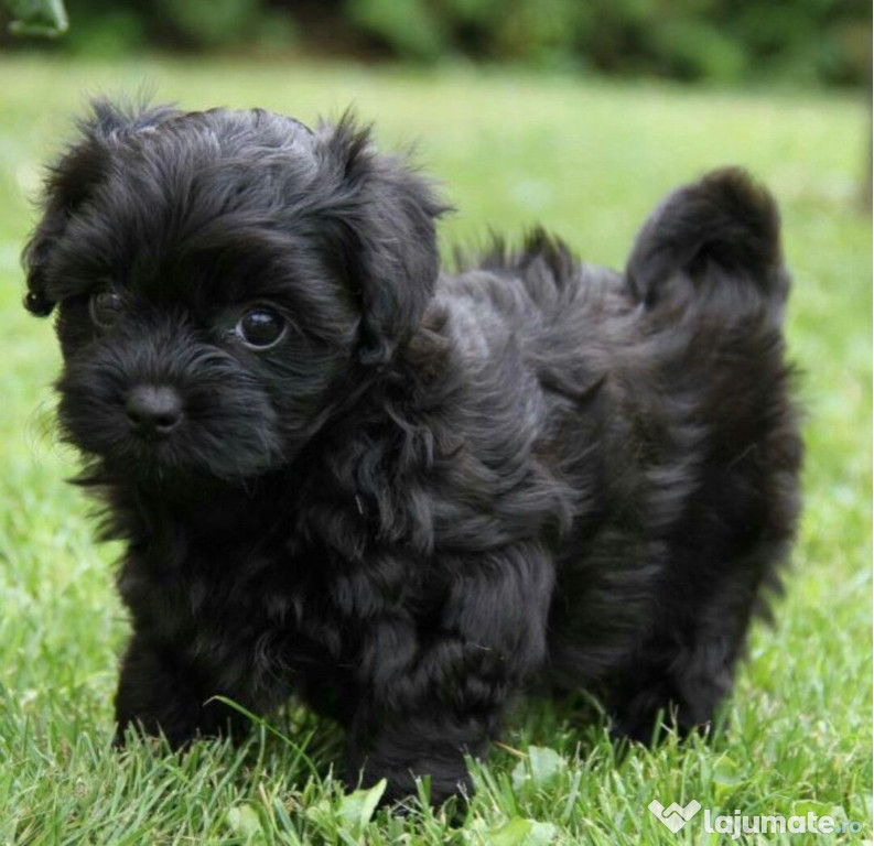 Bichon havanez mascul