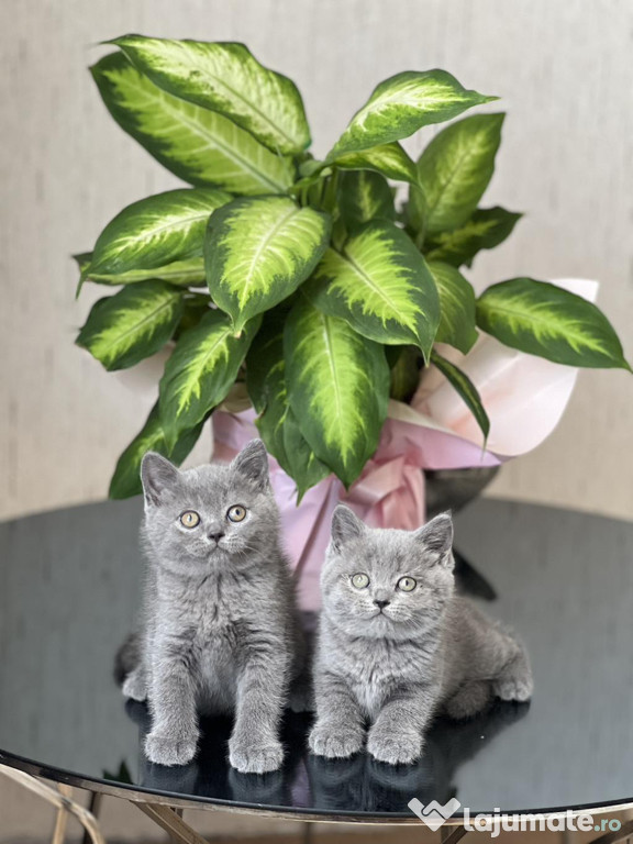 British shorthair băieței și fetițe