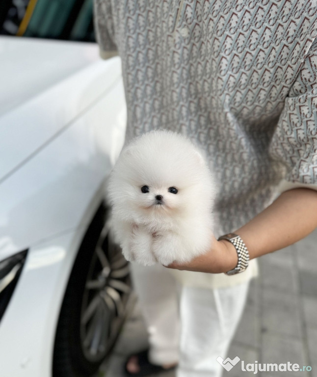 Pomeranian Mini toy