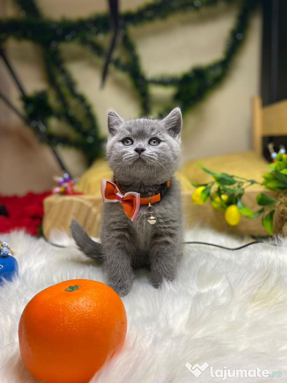 British shorthair băieței și fetițe