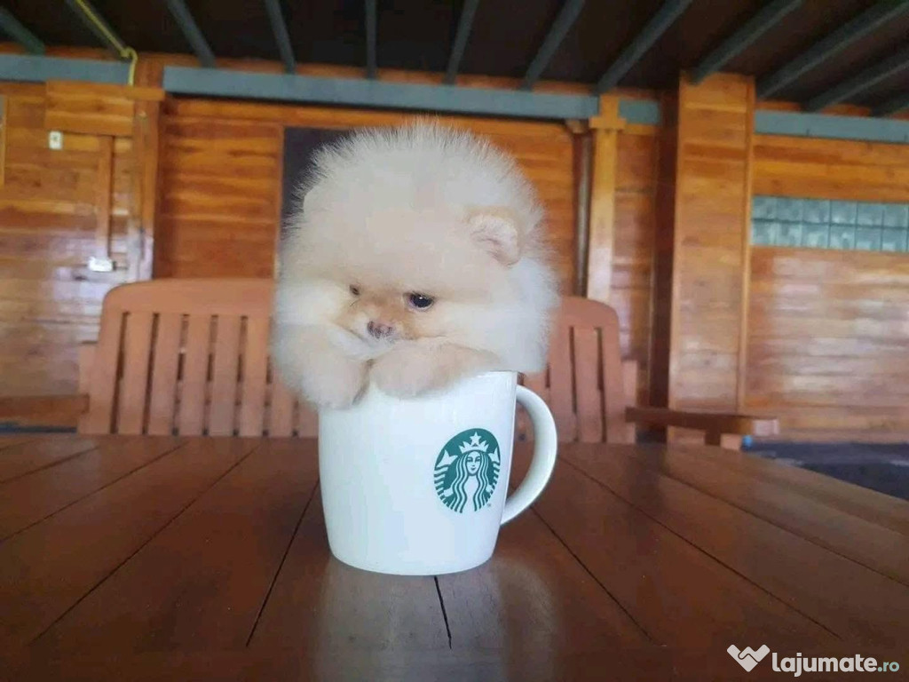 Pomeranian mini toy