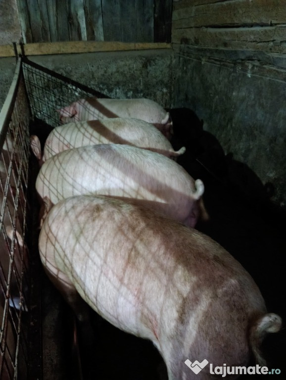 Vând porci crescuți în gospodărie!