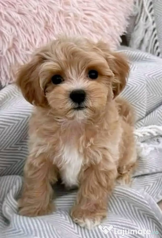Maltipoo poodle mini toy