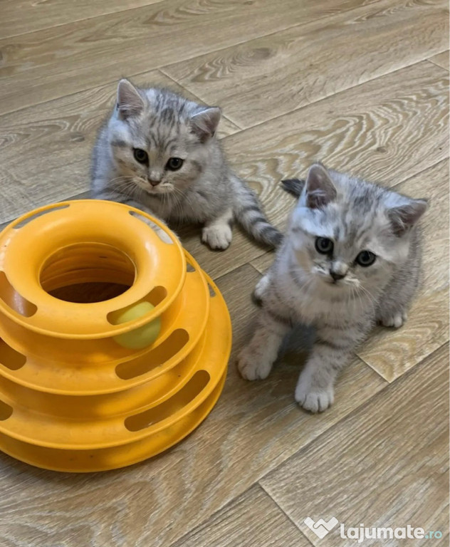 British shorthair puiuți suuuperbi